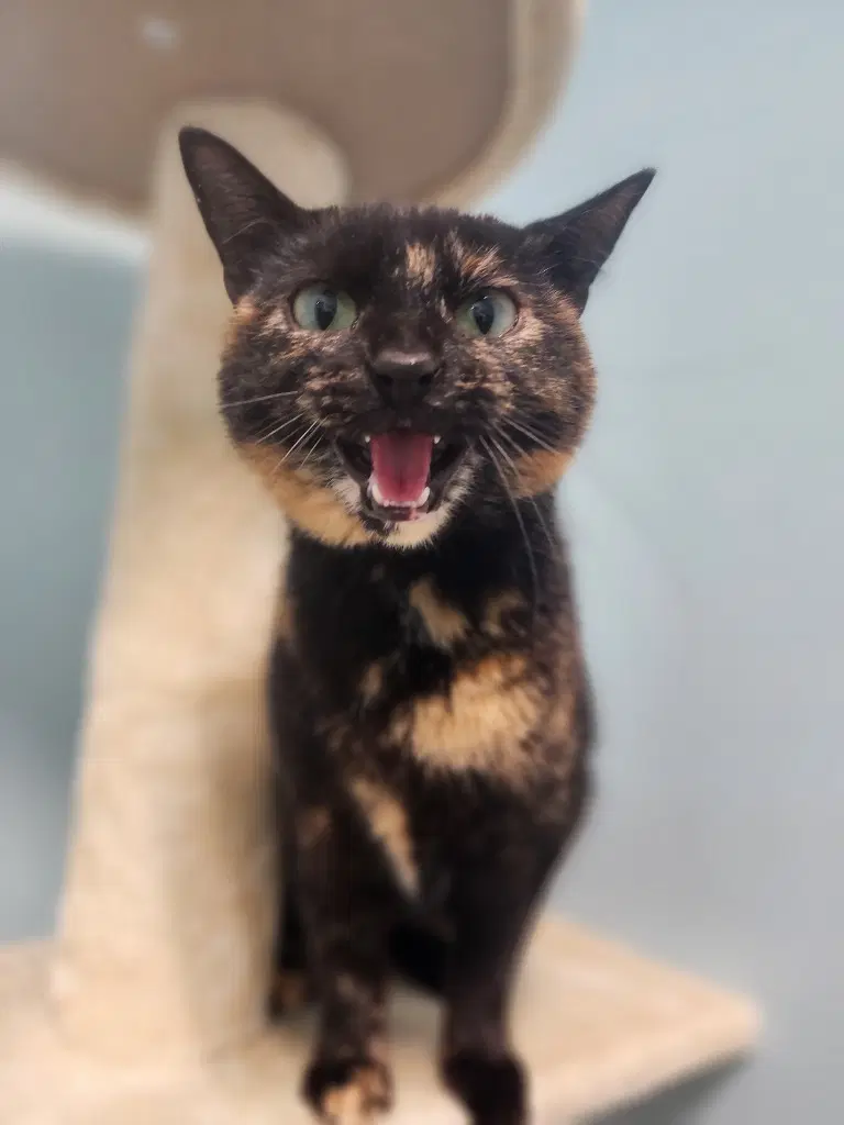 Savannah - Domestic Short Hair