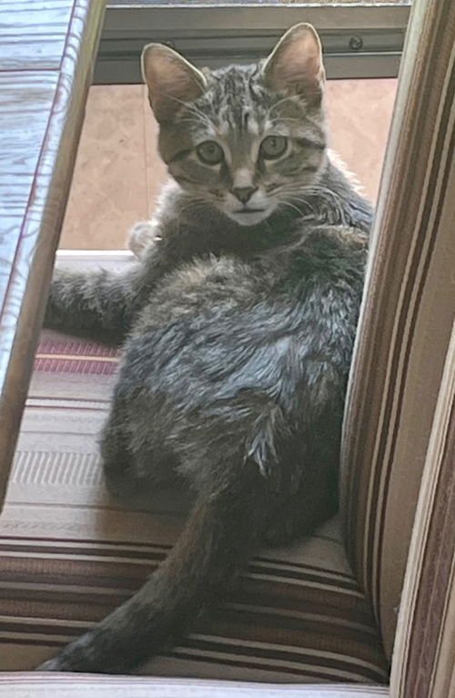 Pepper