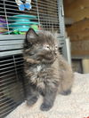 Kittens, kittens, kittens!