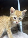 Kittens, kittens, kittens!