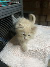 Kittens, kittens, kittens!
