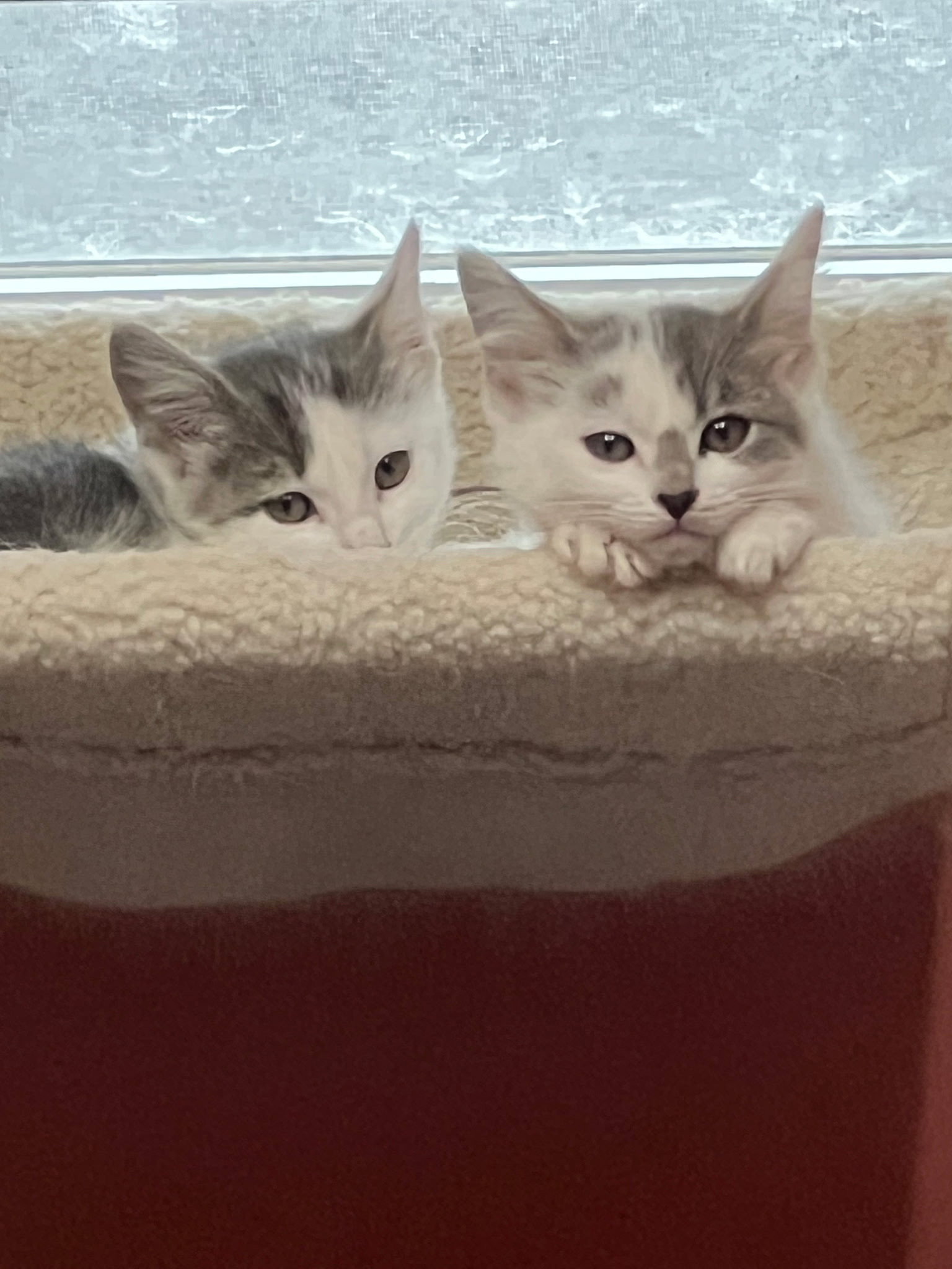 Kittens, kittens, kittens!