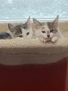 Kittens, kittens, kittens! - Photo 1