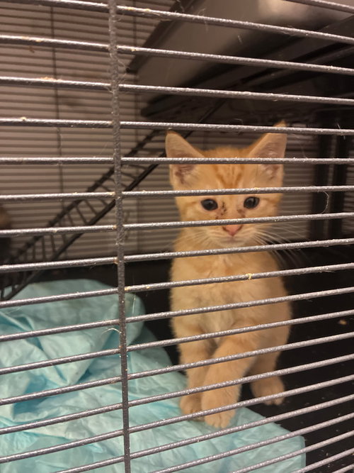 KITTENS, KITTENS, KITTENS! - Domestic Medium Hair / Domestic Short Hair available for adoption