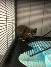 Kittens, kittens, kittens! - Photo 3