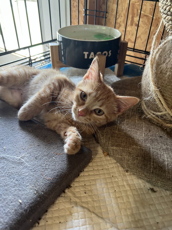 Kittens, kittens, kittens!