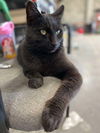 Binx