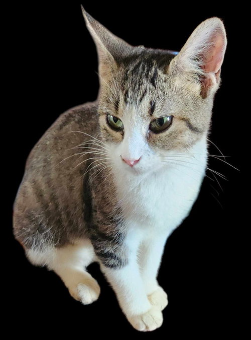 MADISON - Domestic Short Hair available for adoption