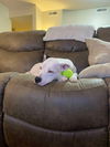 adoptable Dog in  named Milly