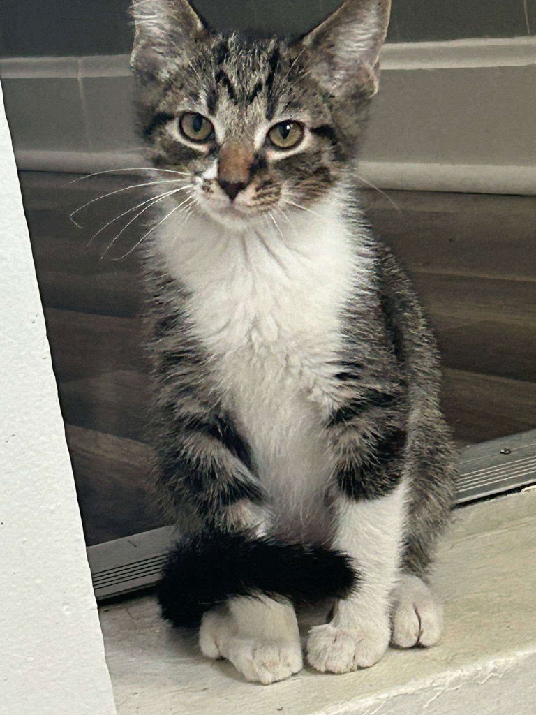 adoptable Cat in Cromwell, KY named MILO