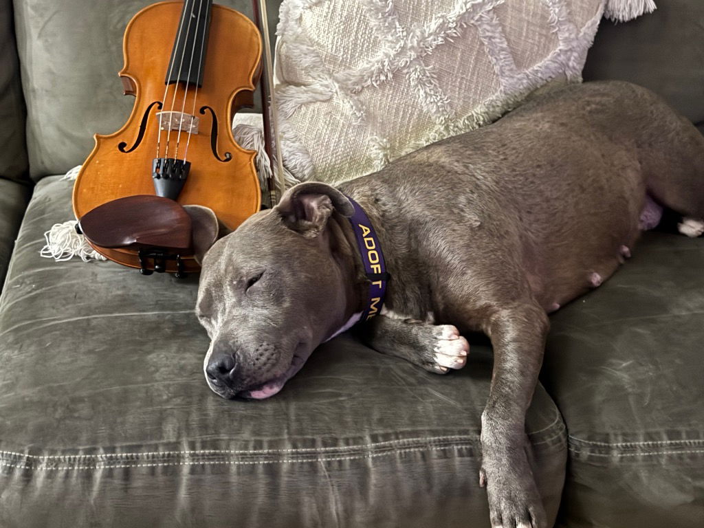 adoptable Dog in Cromwell, KY named Millie
