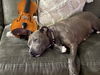 adoptable Dog in  named Millie