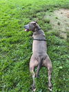 Millie