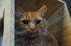 adoptable Cat in  named Macaroni