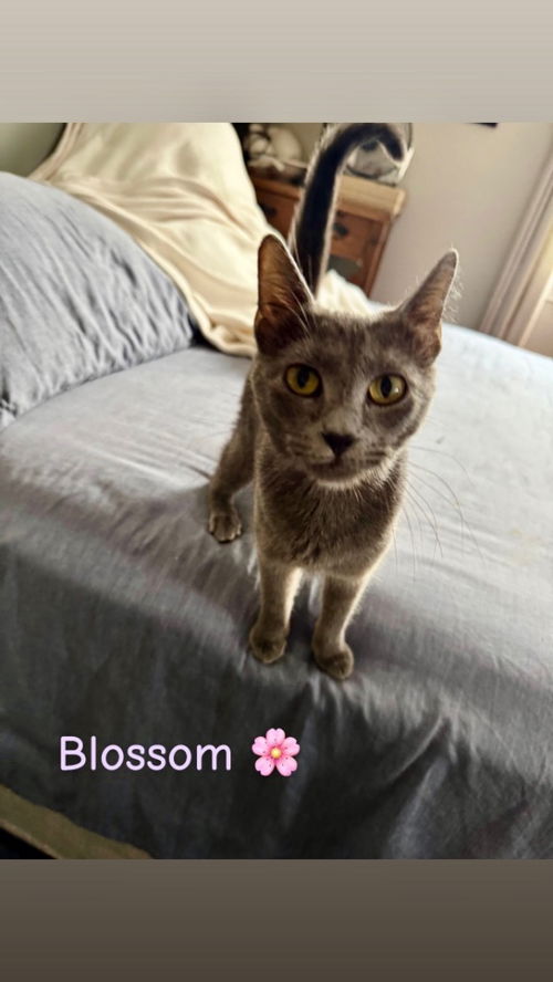 BLOSSOM