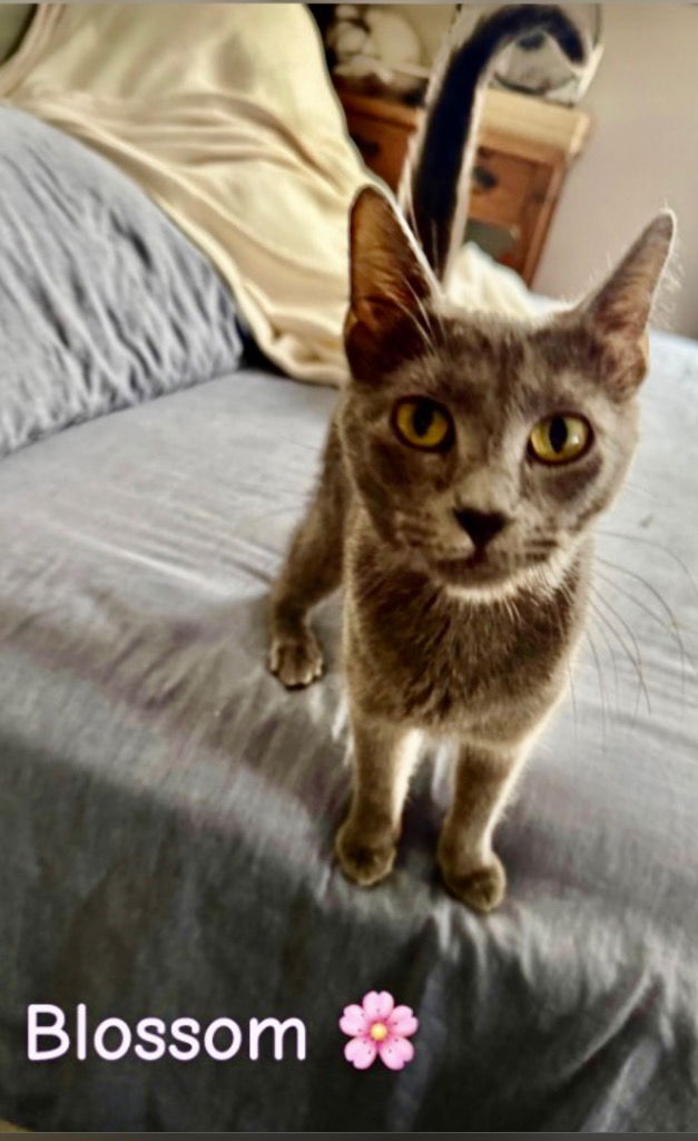 adoptable Cat in Cromwell, KY named BLOSSOM