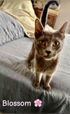adoptable Cat in Cromwell, KY named BLOSSOM