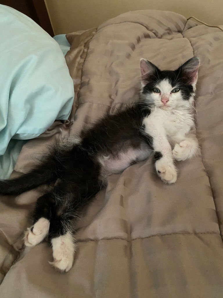 adoptable Cat in Cromwell, KY named Gypsy Rose