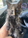 adoptable Cat in  named PRISCILLA