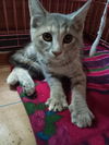 CHILLA