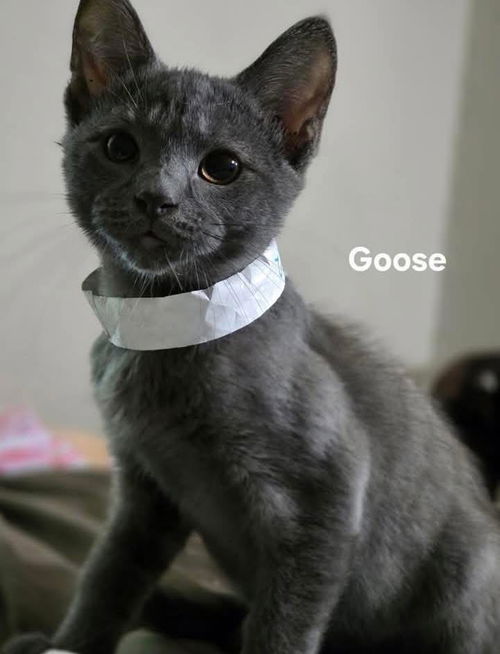 Kitten 2