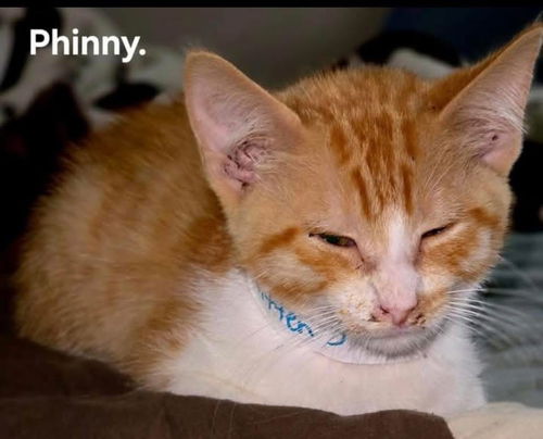kitten 3