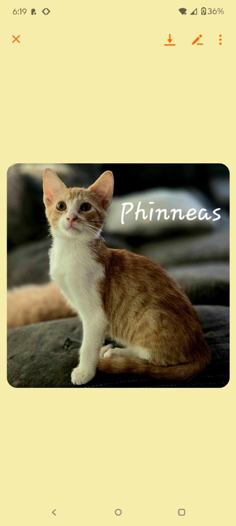 Phinny Image