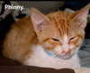 Phinny - Photo 3