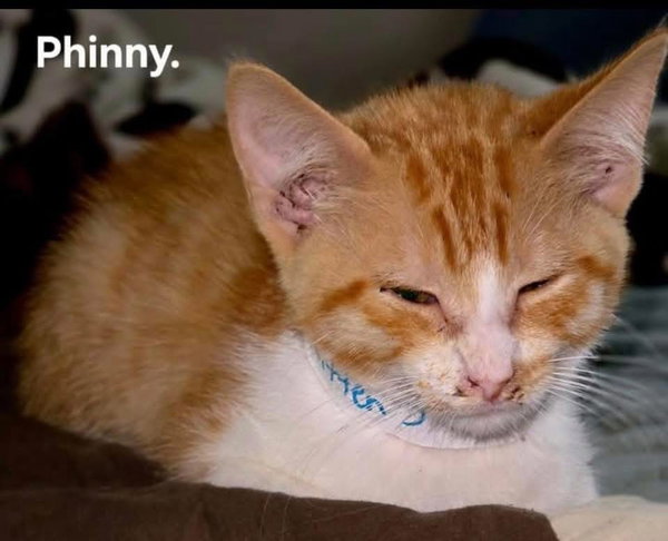 Phinny