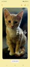 Ferb - Photo 1
