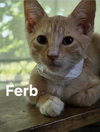 Ferb - Photo 3