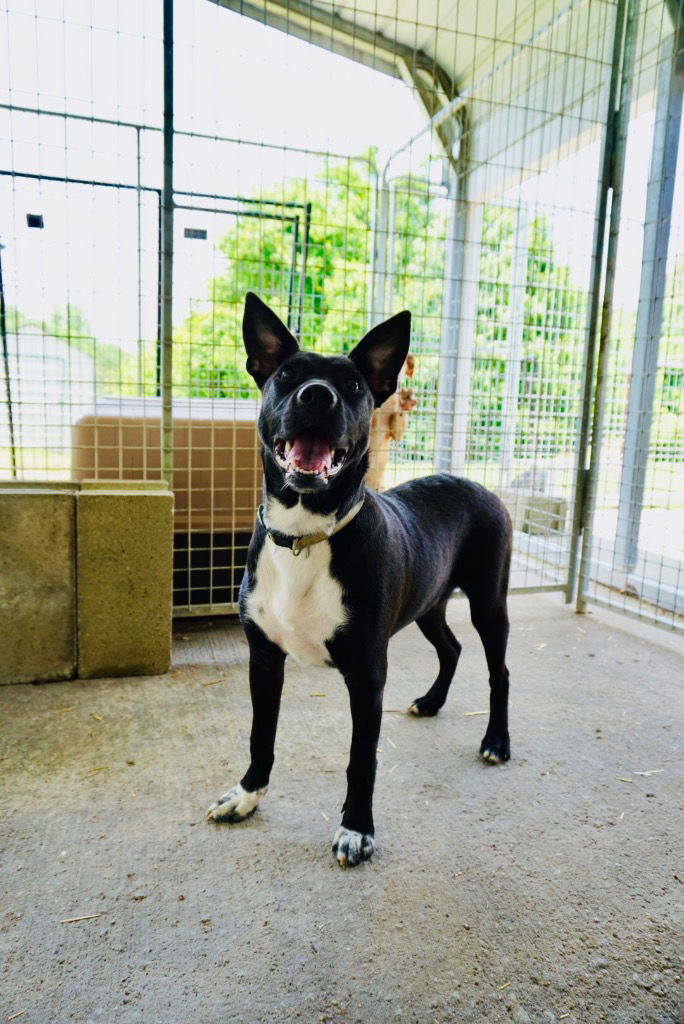 adoptable Dog in Cromwell, KY named Spud