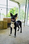 adoptable Dog in  named Spud