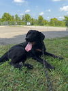 adoptable Dog in  named Captain