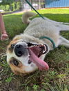 adoptable Dog in  named Lilo