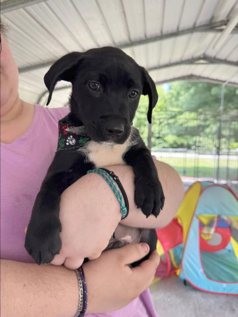 adoptable Dog in Cromwell, KY named Graham