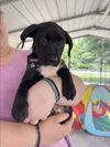 adoptable Dog in  named Graham