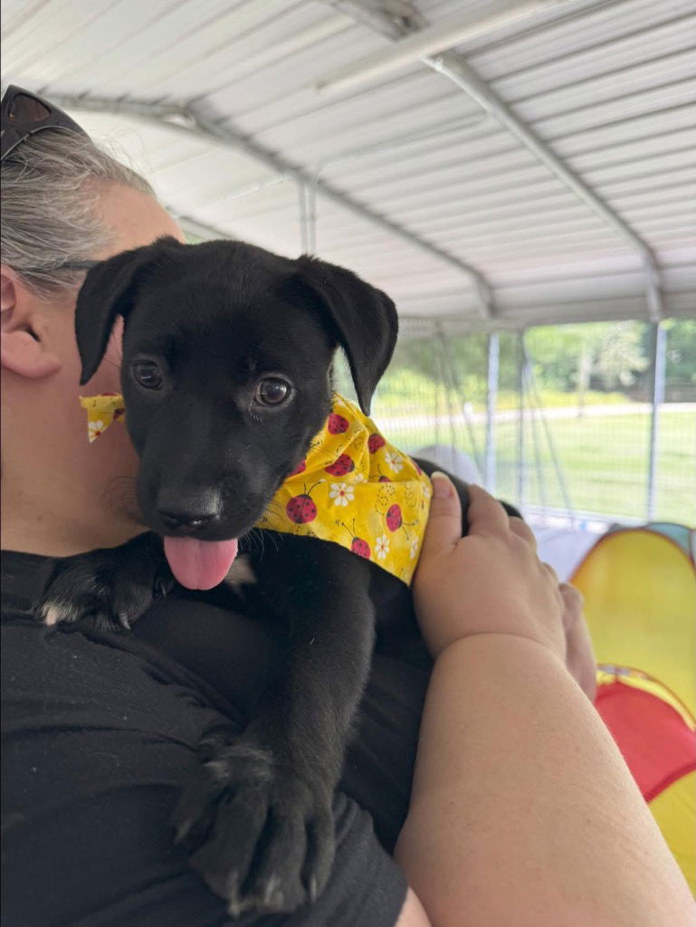 adoptable Dog in Cromwell, KY named Ember
