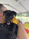 adoptable Dog in  named Ember