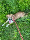 adoptable Dog in  named Sasha