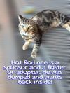 adoptable Cat in  named Hot Rod