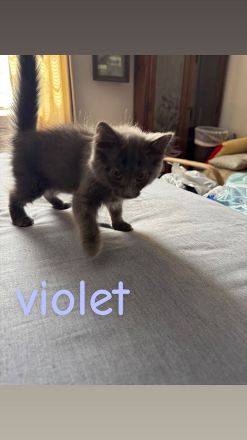 VIOLET