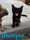 adoptable Cat in , KY named THUMPER