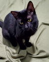 adoptable Cat in , KY named Lucy Lou