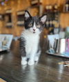 adoptable Cat in , KY named NOVA (PEAKE)