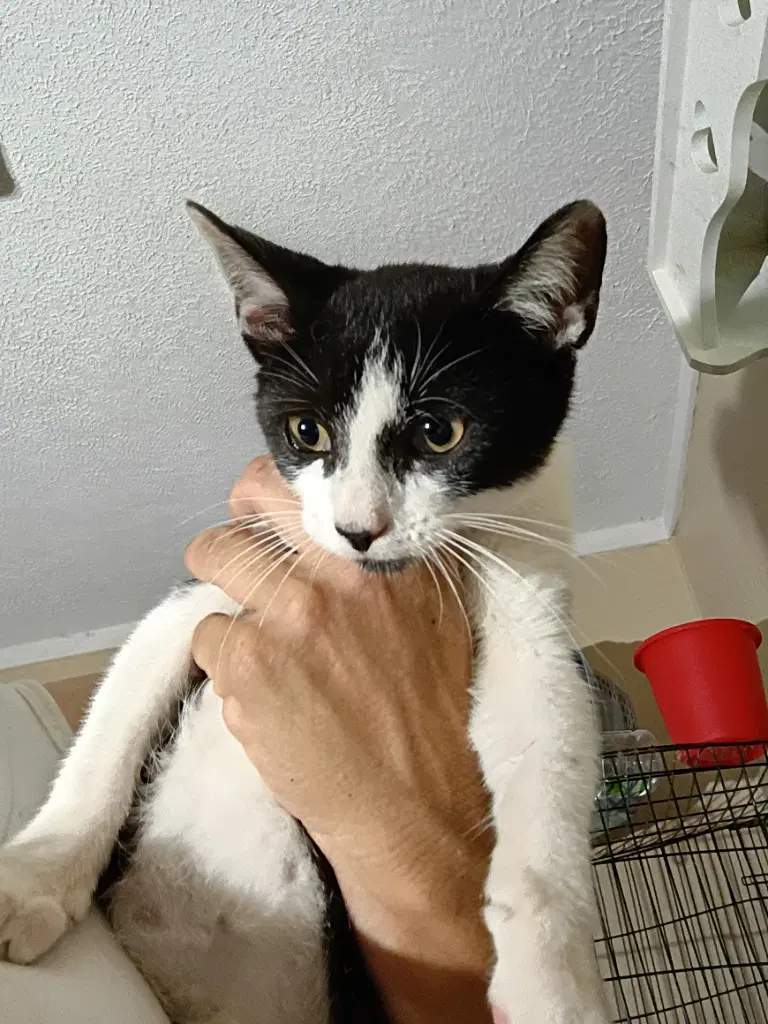 Orca - Domestic Short Hair