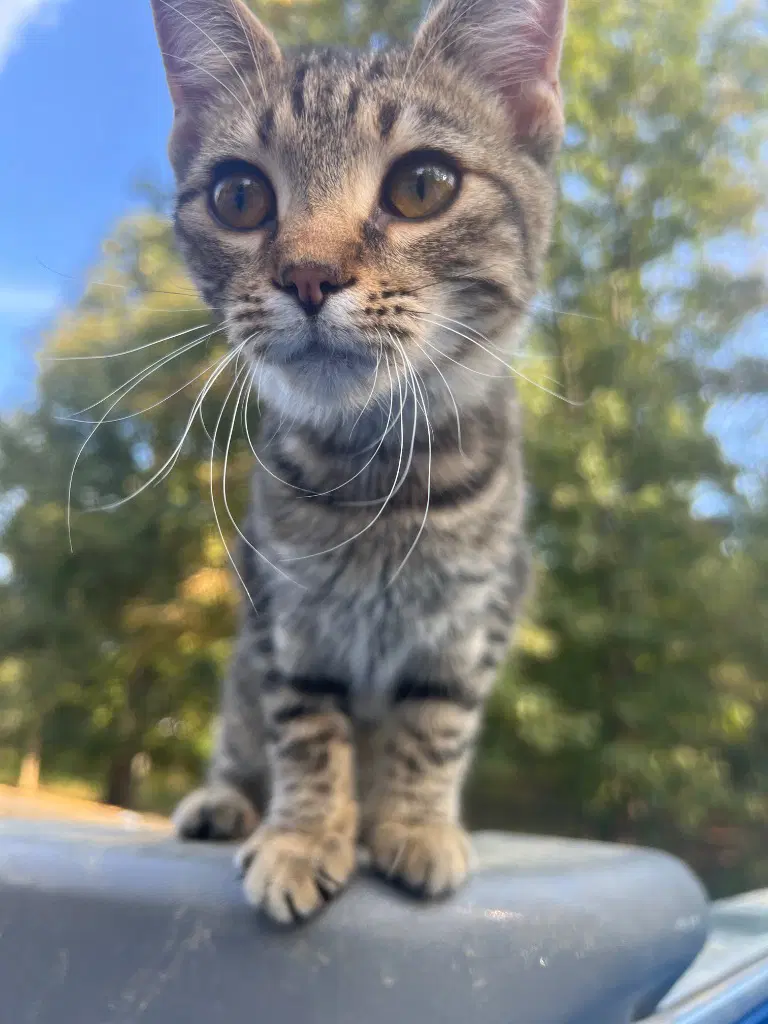 Little One - Domestic Short Hair