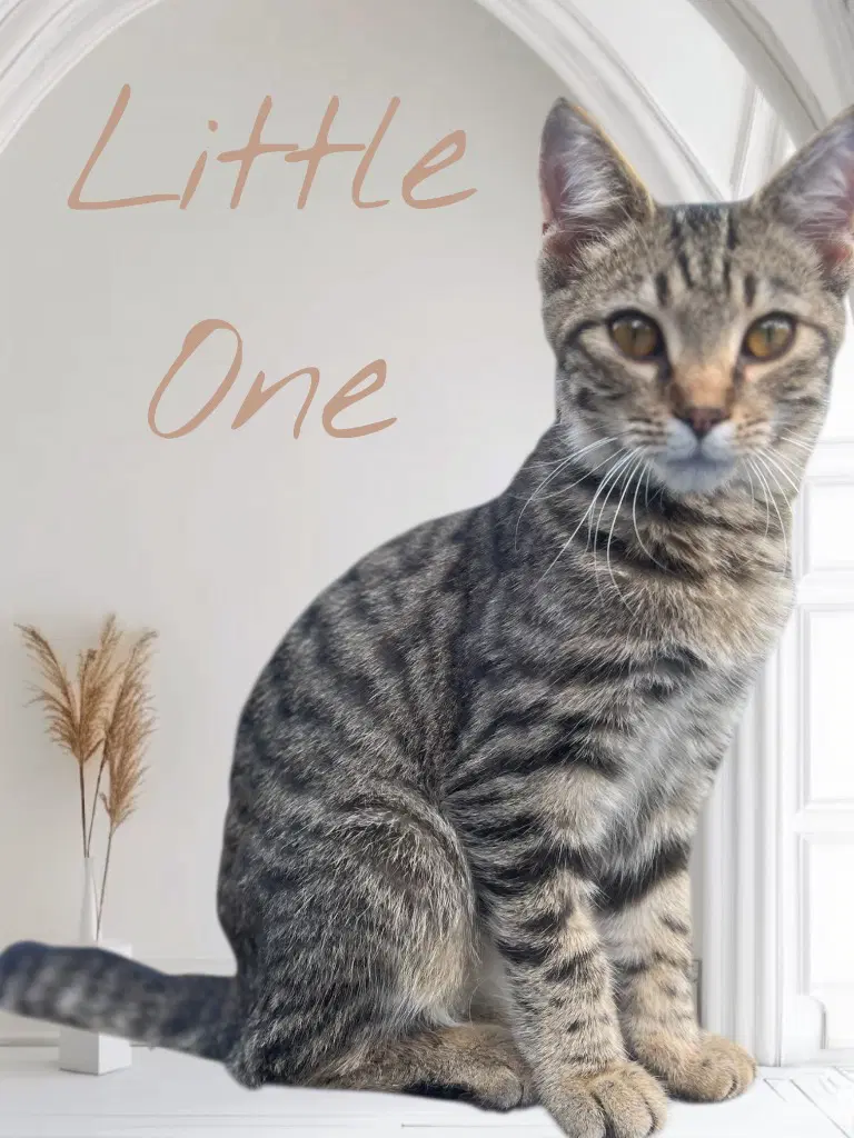 Little One image 3