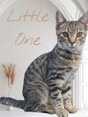 Little One - Photo 3