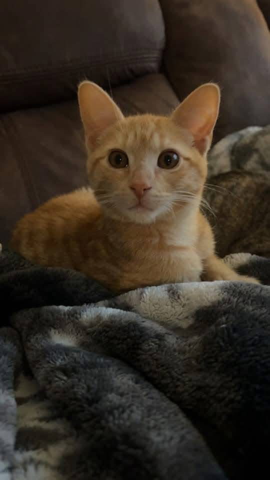 Nacho Image